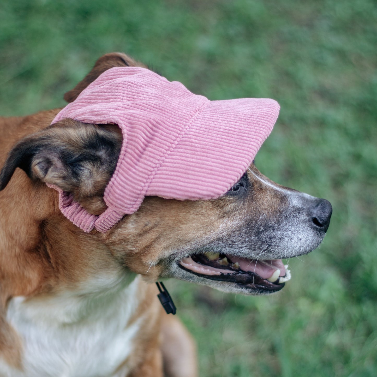 Pink Dog Baseball Cap