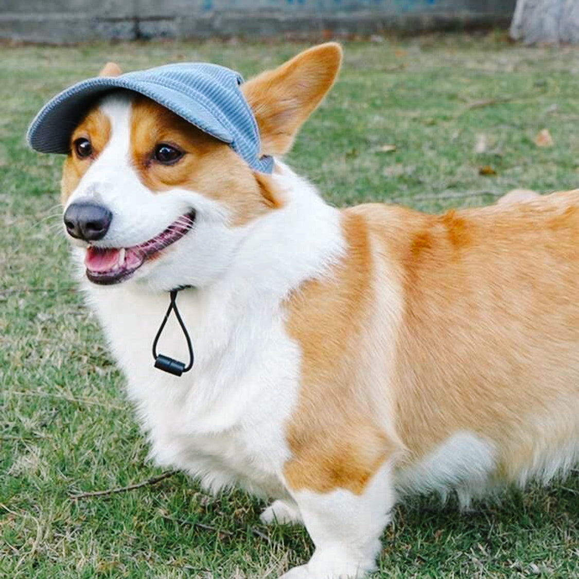 Blue Dog Baseball Cap